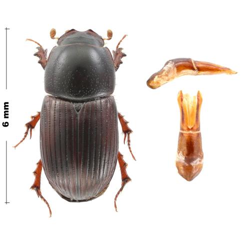 Loraphodius suarius